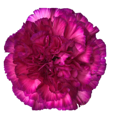<h4>Di St Purple Sky Bicolor 75cm CO</h4>