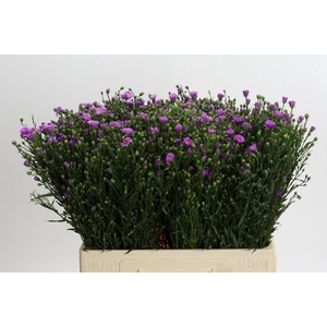 Aster Casarosa