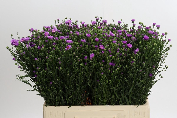 <h4>Aster Casarosa</h4>
