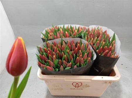 <h4>Tu En Tarzan</h4>