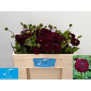 DAHL (DECORATIVE GRP) DARK SPIRIT