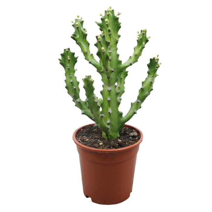 <h4>Euphorbia</h4>