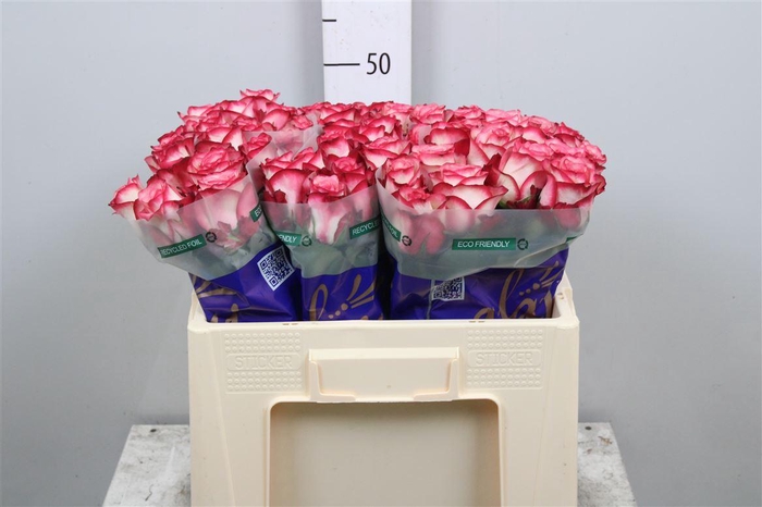 <h4>R Gr Paloma</h4>