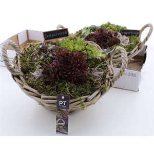 Arrangementen Sempervivum 6%