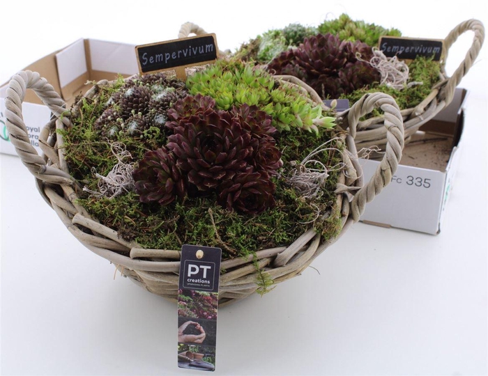 <h4>Arrangementen Sempervivum 6%</h4>