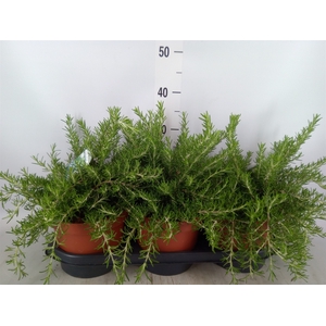 Rosmarinus officinalis 'Prostratus'