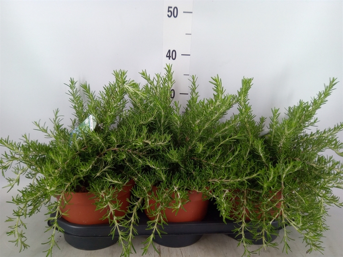 <h4>Rosmarinus officinalis 'Prostratus'</h4>