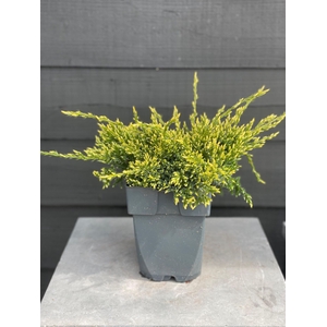 Juniperus squamata 'Holger'