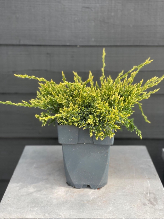 <h4>Juniperus squamata 'Holger'</h4>