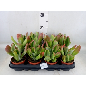 Kalanchoe NF   ...