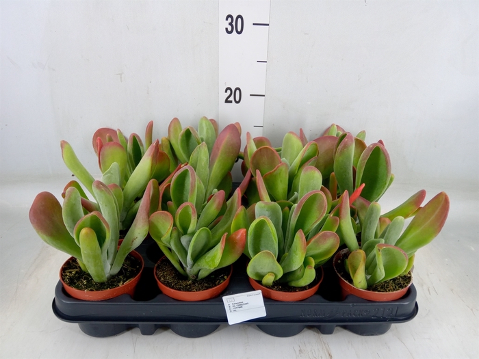 <h4>Kalanchoe NF   ...</h4>
