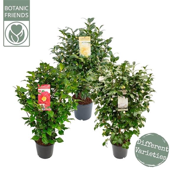 <h4>Camellia Mix</h4>