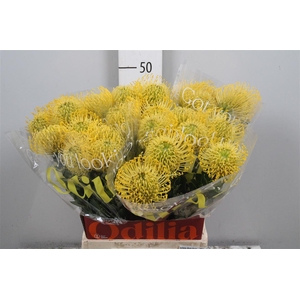 Leuco High Gold