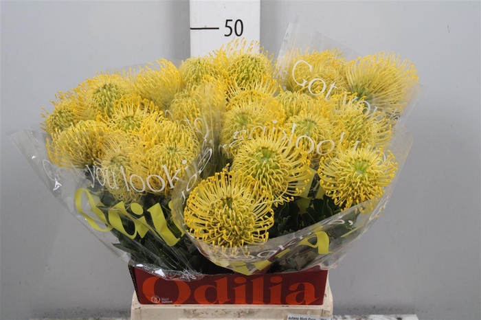 <h4>Leuco High Gold</h4>