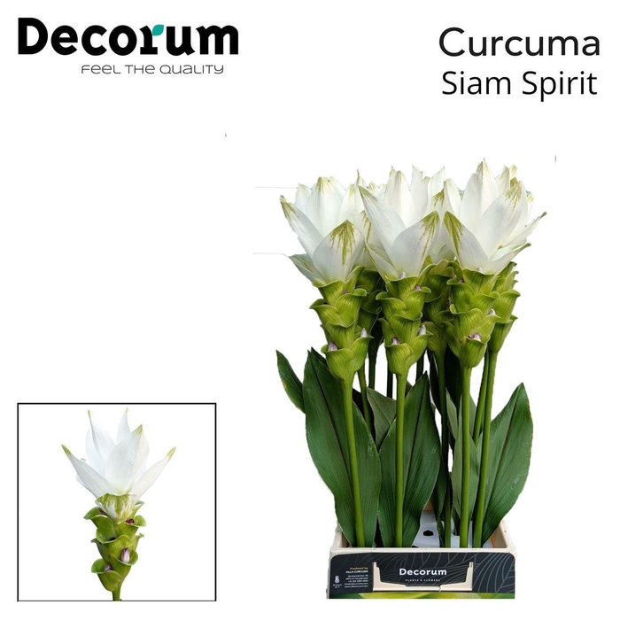 <h4>Curcuma Al Siam Spirit</h4>