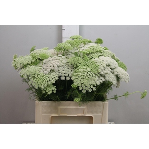 Ammi Visnaga