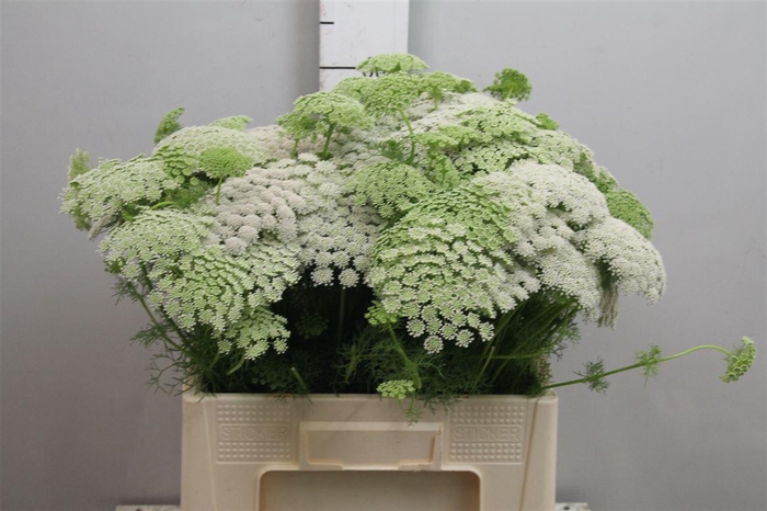 <h4>Ammi Visnaga</h4>