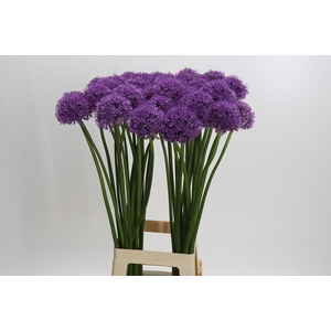 Allium Gladiator