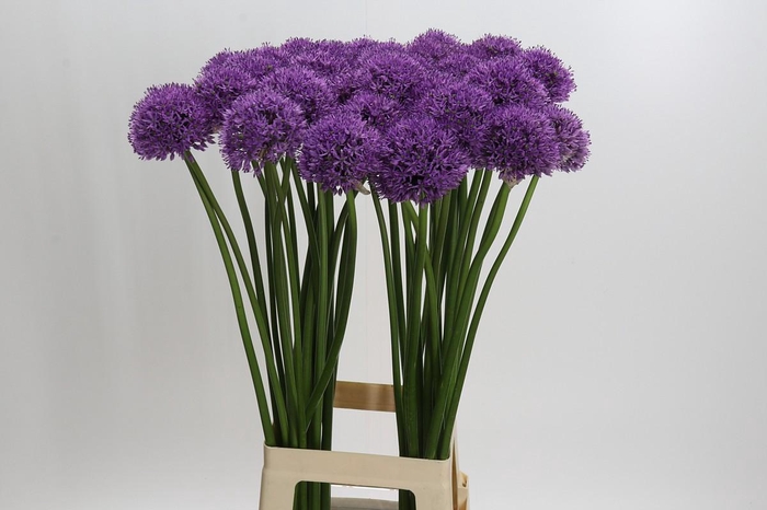 <h4>Allium Gladiator</h4>