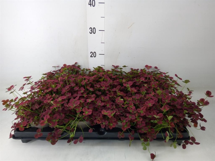 <h4>Trifolium rubens</h4>