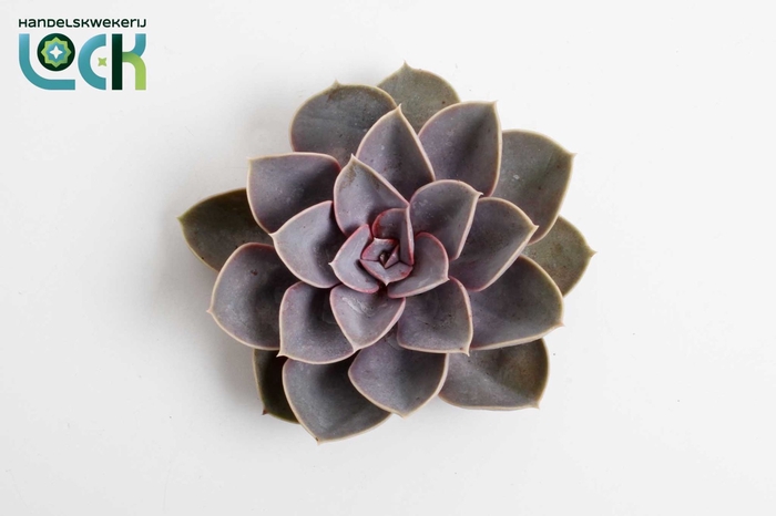<h4>ECHEVERIA OV</h4>