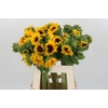 Helianthus Orange Fire