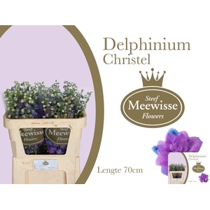DELPHINIUM DU 'CHRISTEL'