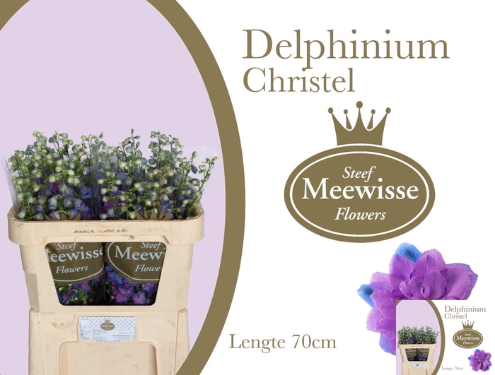 <h4>DELPHINIUM DU 'CHRISTEL'</h4>