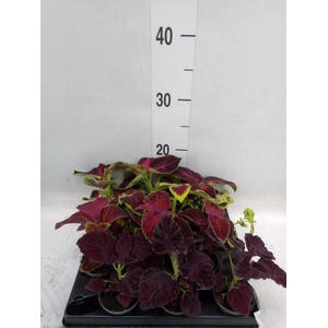 Plectranthus col.   ...mix
