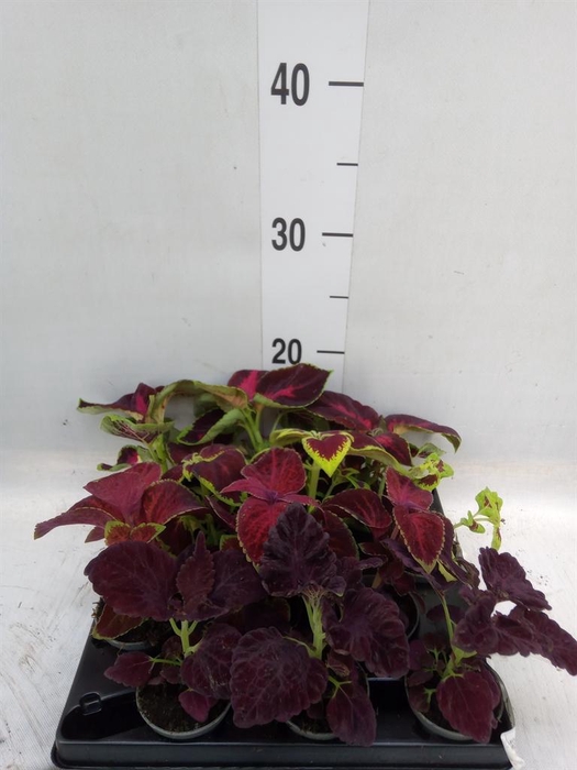 <h4>Plectranthus col.   ...mix</h4>