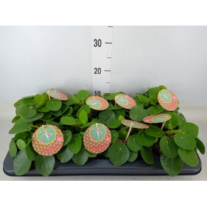 Pilea peperomioides