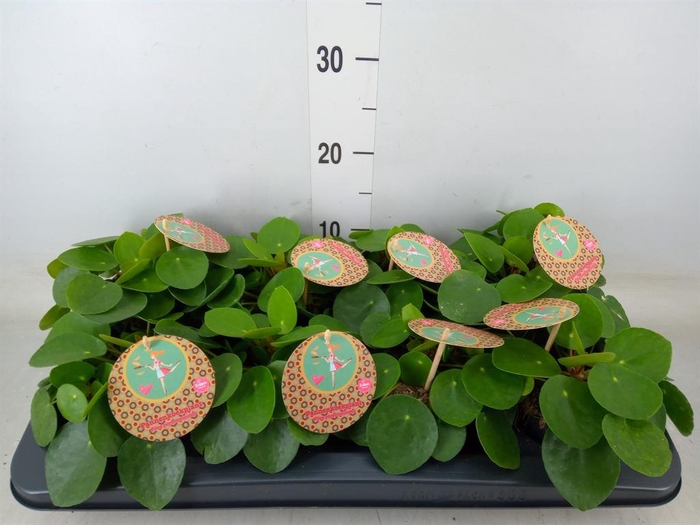 <h4>Pilea peperomioides</h4>