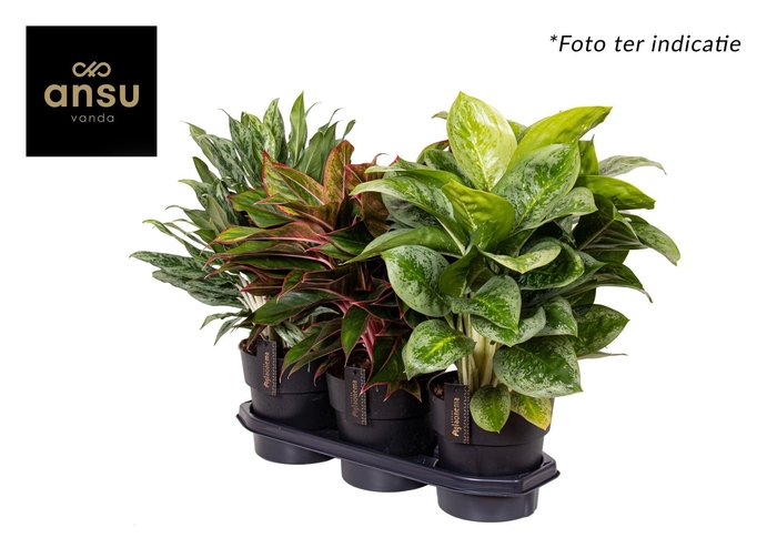 <h4>Aglaonema overig</h4>