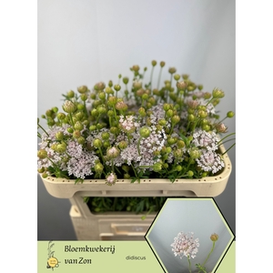 ZOMERBLOEM OV