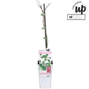 Parthenocissus henryana P15