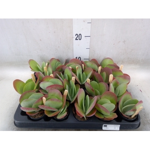 Kalanchoe NF thyrsiflora