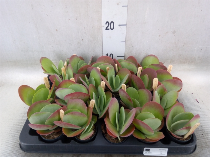 <h4>Kalanchoe NF thyrsiflora</h4>
