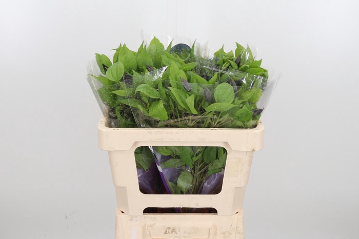 <h4>Clem Amazing Havana</h4>