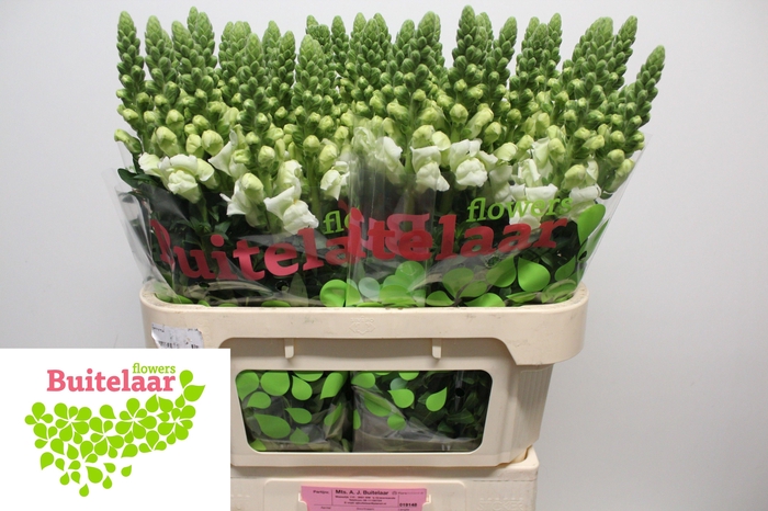 <h4>ANTIR NANTES WHITE</h4>