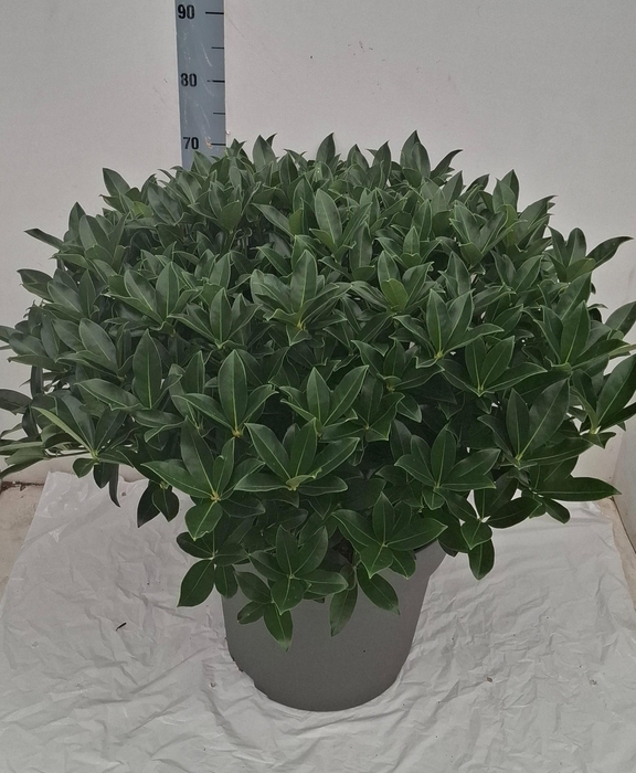 <h4>White Globe 40 cm 85+</h4>