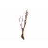 Syringa Branch Extra Mohaupt