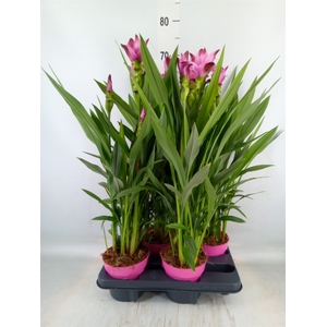 Curcuma alism. 'Siam Splash'