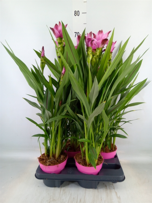 <h4>Curcuma alism. 'Siam Splash'</h4>