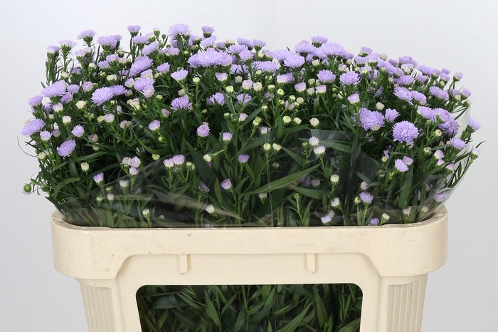 <h4>Aster Astee Milka</h4>