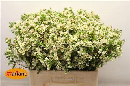 <h4>CHAME CRYSTAL PEARL</h4>