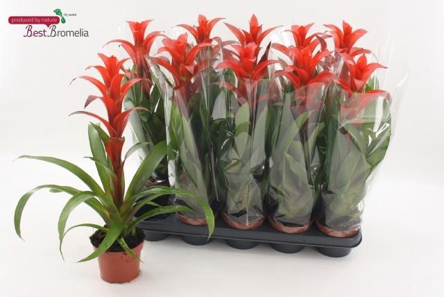 <h4>GUZM ALLURA</h4>