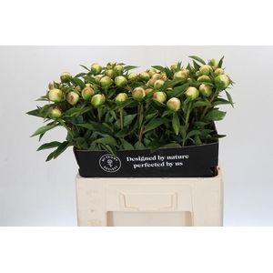 Paeonia Duchesse De Nemours