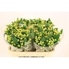 Hypericum Magical White Prince