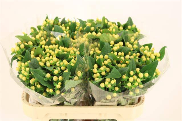 Hypericum Magical White Prince
