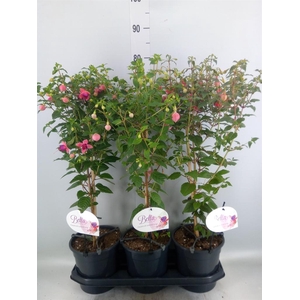 Fuchsia   ...